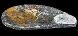 Teardrop Fossil Goniatite Dish - Stoneware #62436-1